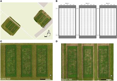 Phenotypic characterization of drought responses in red clover (Trifolium pratense L.)